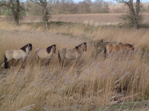 Konik ponies graze Suffolk Wildlife Trust's Hen Reedbed, near Southwold. Other residents include Marsh Harriers.
